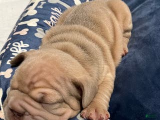 French Bulldog dogs French Bulldog Puppy 2 - Ad 40