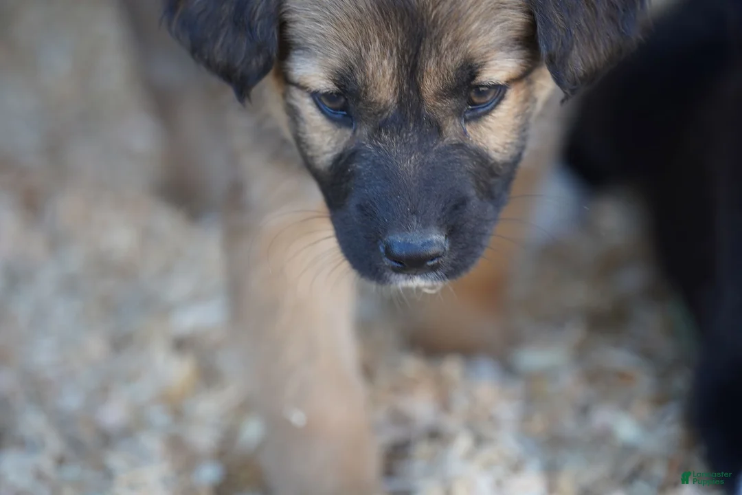 Mixed Breed dogs for sale: Toes F Sable - Ad 2