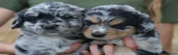 Mixed Breed dogs for sale: Cowboy 1 - Ad 6