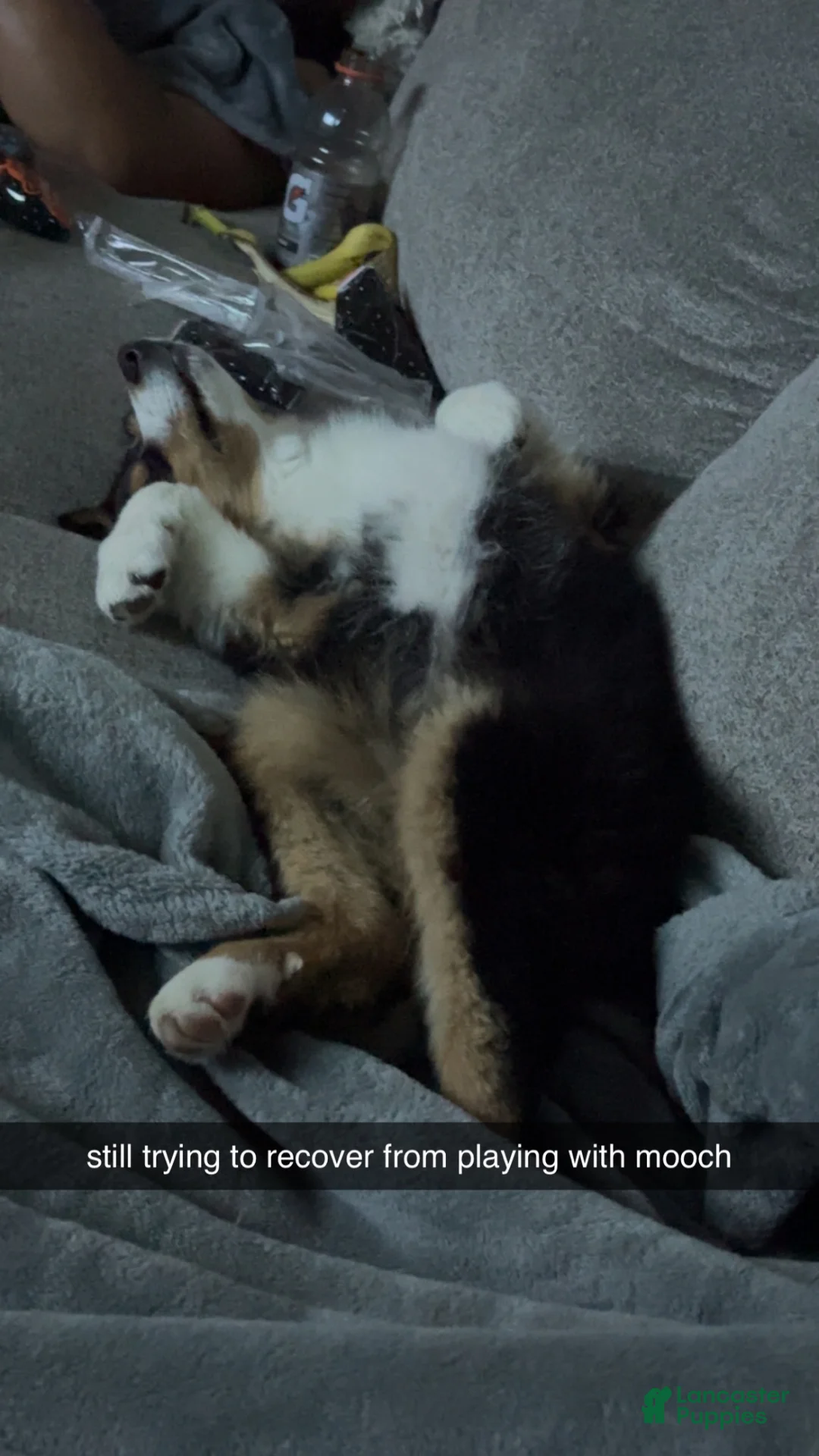 Australian Shepherd dogs for sale: Australian Shepherd 1 - Ad 2