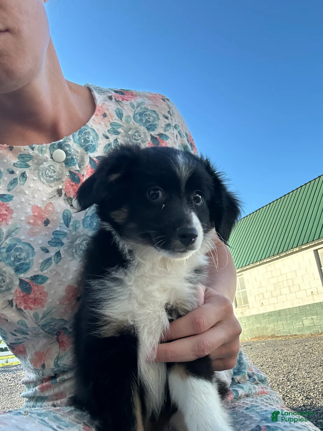 Miniature Australian Shepherd dogs for sale: Dora - Ad 2