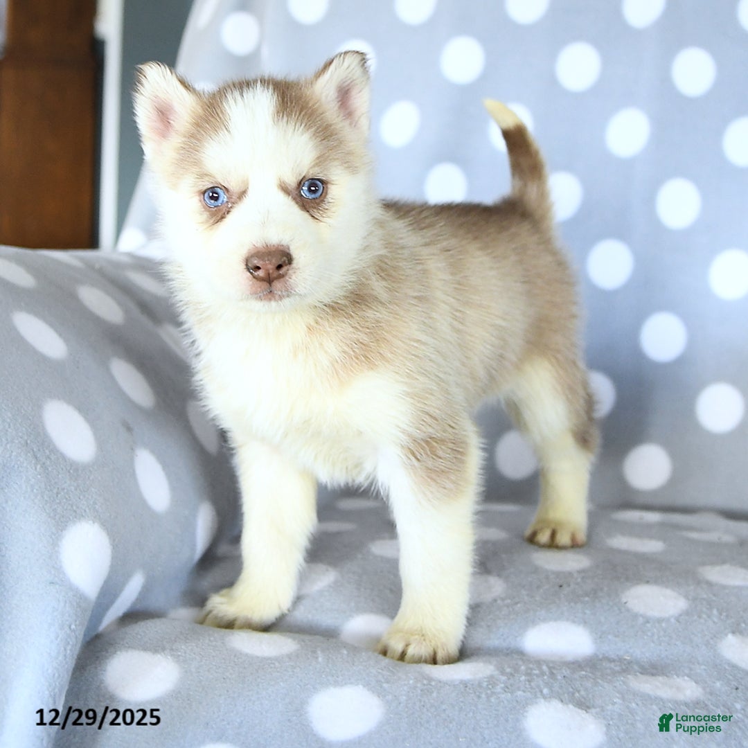Siberian Husky dogs for sale: Remy - Ad 2