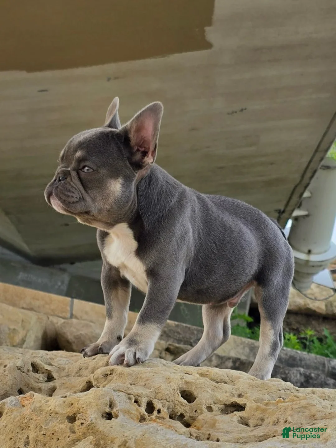French Bulldog dogs for sale: Simba - Ad 2