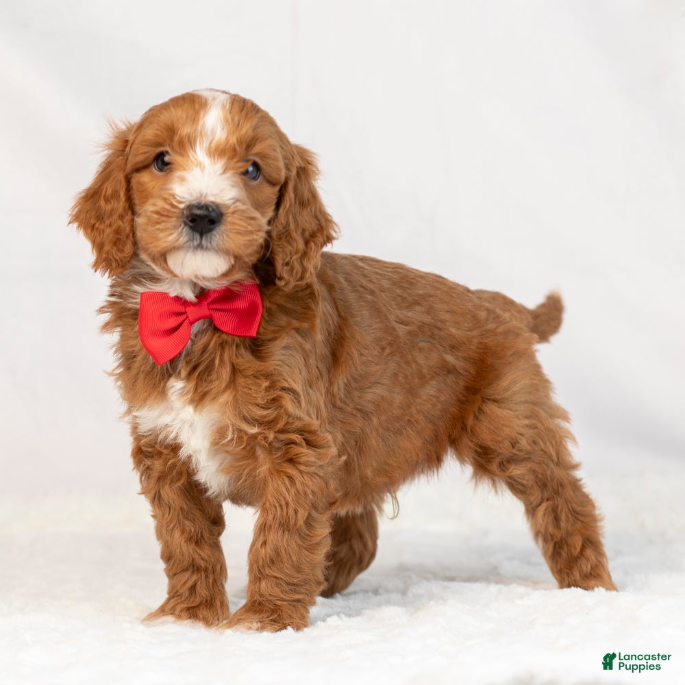 Mini Goldendoodle dogs for sale: Lance - Ad 2