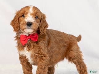 Mini Goldendoodle dogs for sale: Lance - Ad 2
