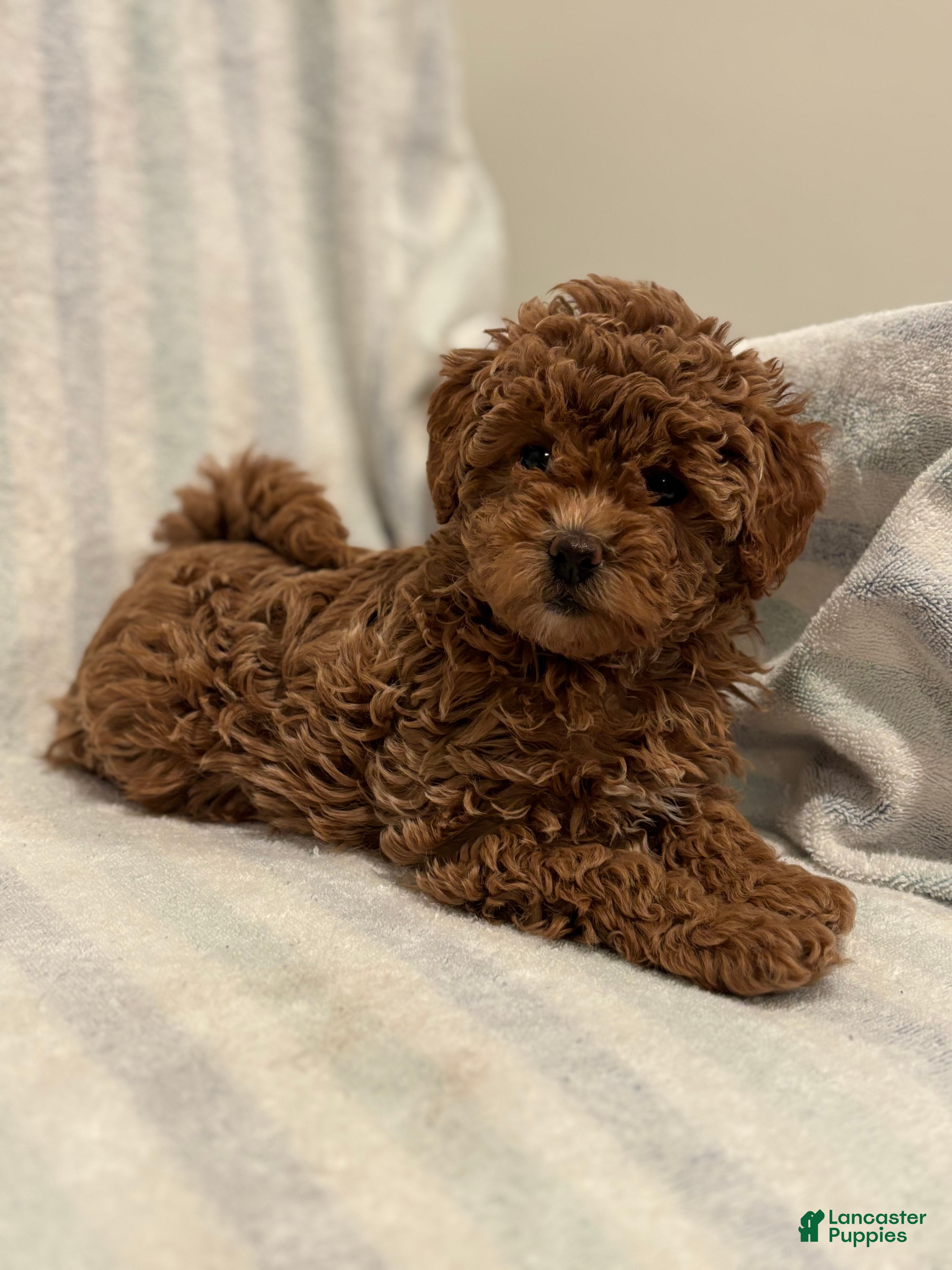 Maltipoo dogs Twix - Ad 13
