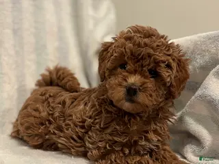 Maltipoo dogs Twix - Ad 13