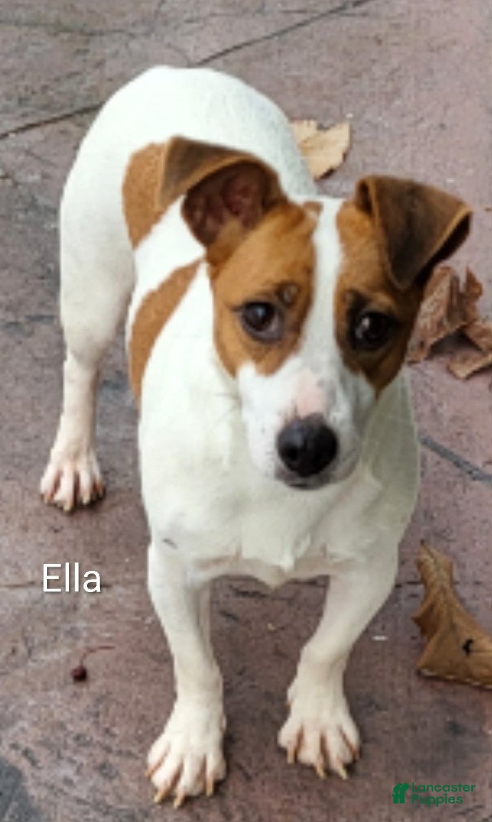 Jack Russell Terrier dogs Jack Russell Terrier Puppy 2 - Ad 2