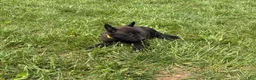 Belgian Malinois dogs for sale: Cleveland - Ad 7