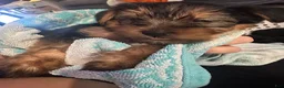 Yorkshire Terrier dogs for sale: Hemico - Ad 9