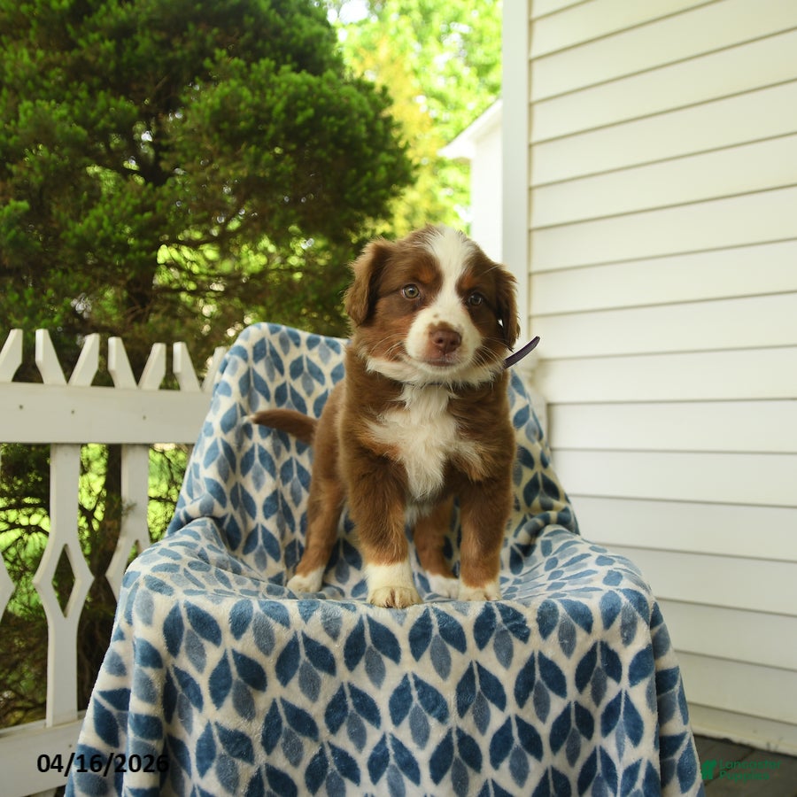 Miniature Australian Shepherd dogs Dasher - Ad 2