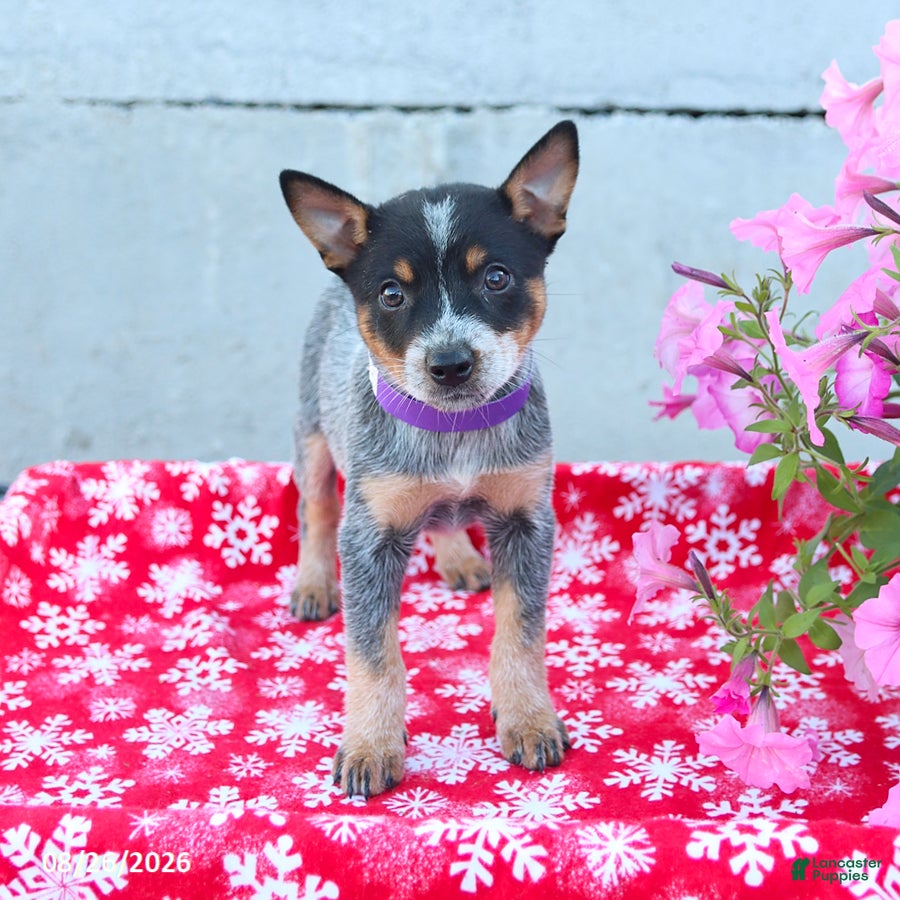 Australian Cattle Dog dogs Autumn - Ad 1