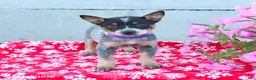 Australian Cattle Dog dogs for sale: Autumn - Ad 1