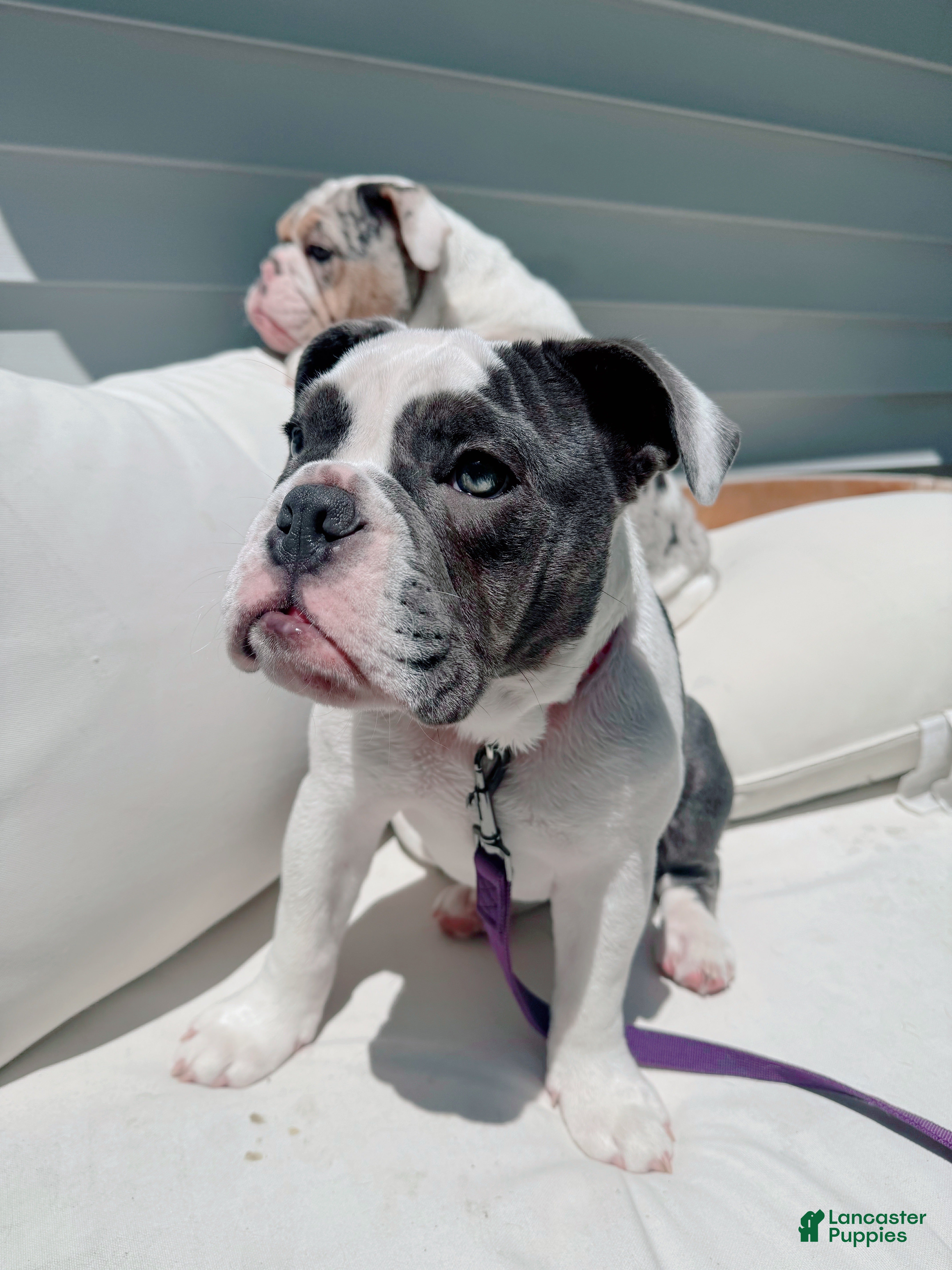 English Bulldog dogs Blue pied female Old English Bulldog - Ad 1