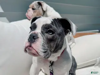 English Bulldog dogs Blue pied female Old English Bulldog - Ad 1