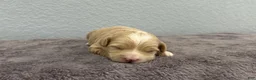 Mini Goldendoodle dogs for sale: Tinkerbell - Ad 3