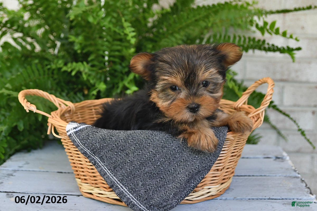 Yorkshire Terrier dogs for sale: Button - Ad 4
