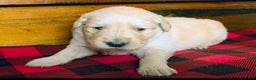 Golden Retriever dogs for sale: Chippy - Ad 1