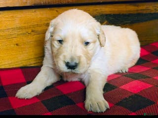 Golden Retriever dogs Chippy - Ad 31