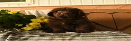 Newfoundland dogs for sale: Mocha - Ad 3
