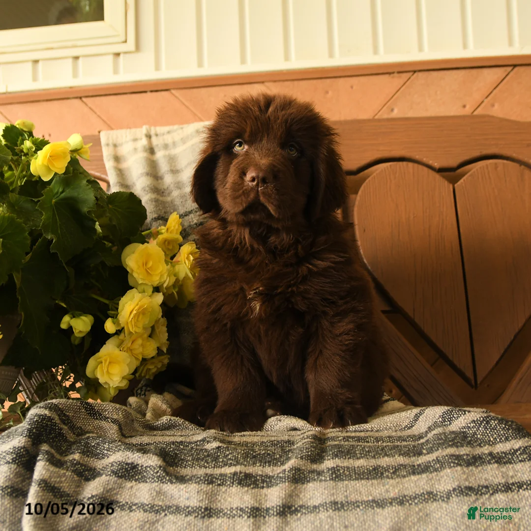 Newfoundland dogs for sale: Mocha - Ad 3