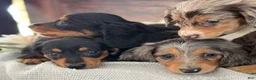 Miniature Dachshund dogs for sale: Murphy - Ad 17