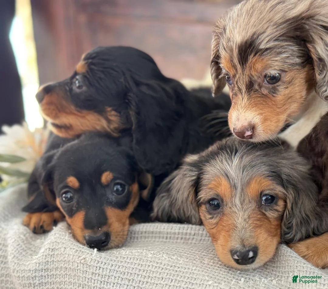 Miniature Dachshund dogs for sale: Murphy - Ad 17
