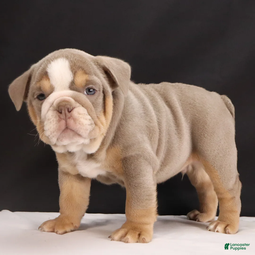 English Bulldog dogs for sale: Tucker - Ad 8