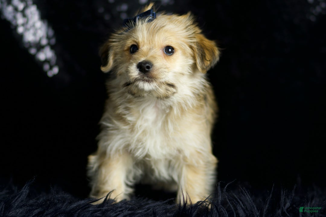 Maltipoo dogs for sale: Vizio - Ad 2