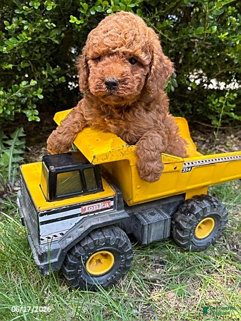 Mini Goldendoodle dogs Benson - Ad 2