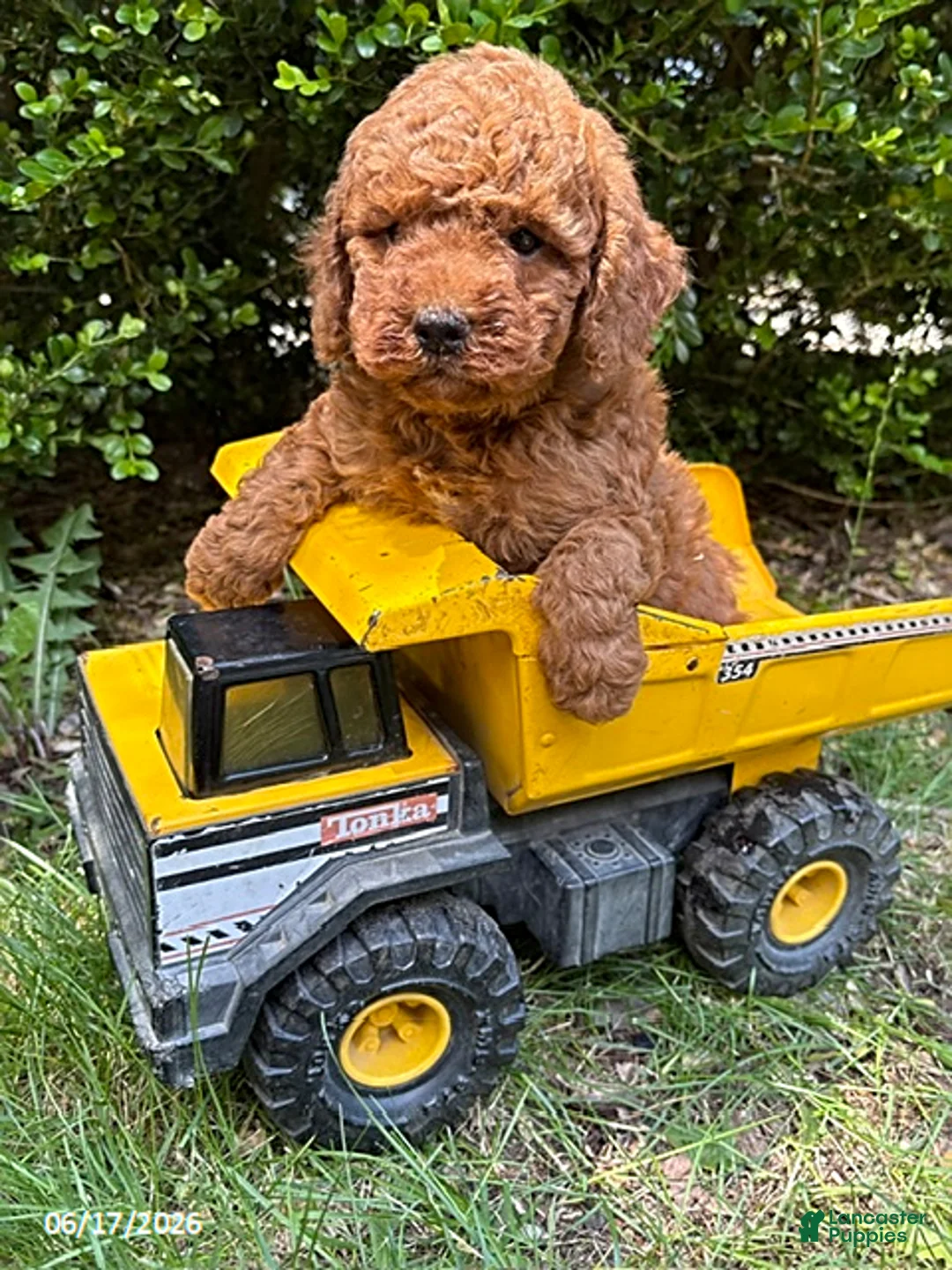 Mini Goldendoodle dogs for sale: Benson - Ad 2
