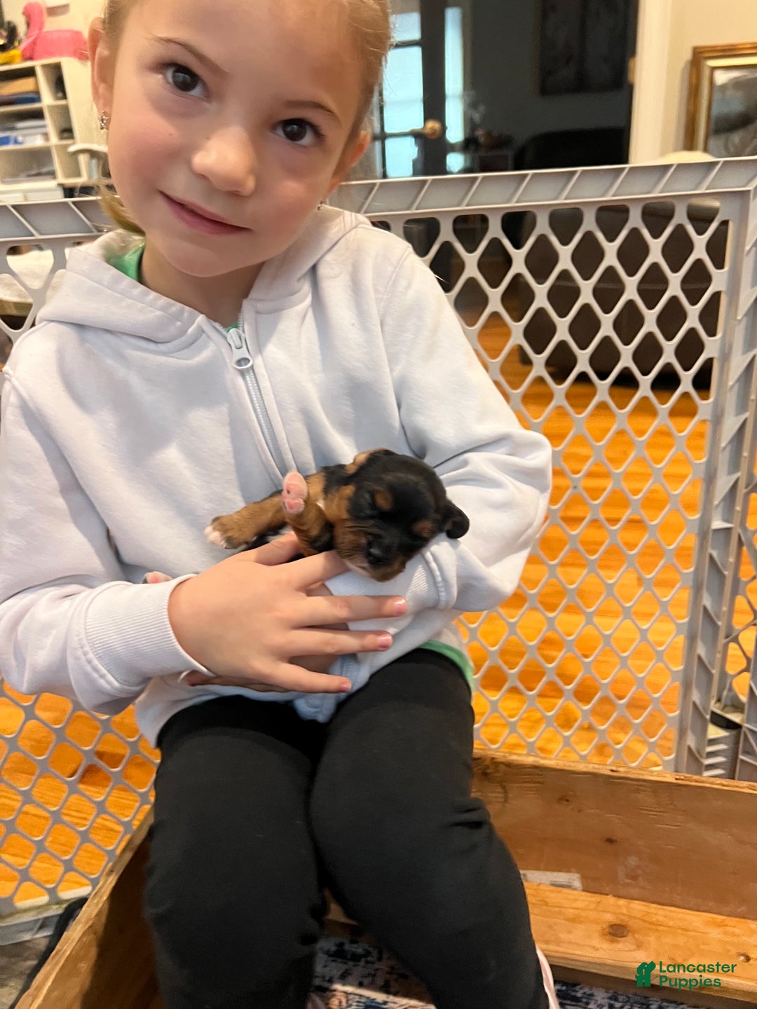 Cavalier King Charles Spaniel dogs for sale: Boy 1 - Ad 2