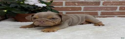 English Bulldog dogs for sale: Skye - Ad 7