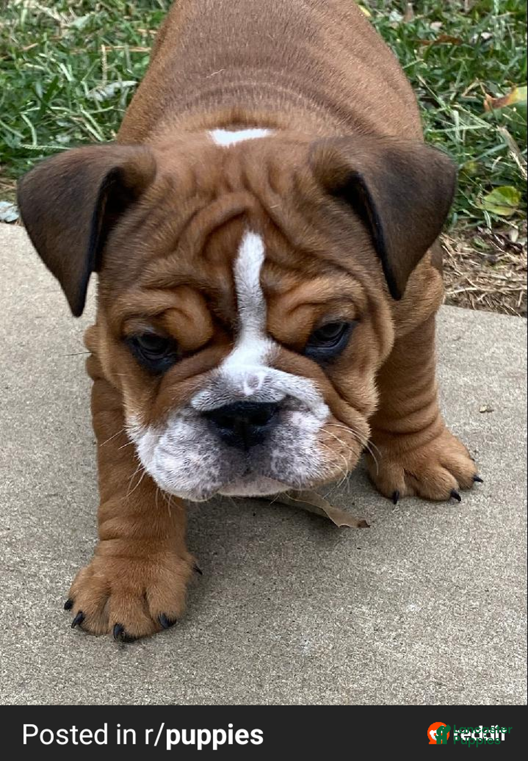 French Bulldog dogs for sale: French Bulldog 6 - Ad 1