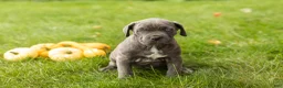 Cane Corso dogs for sale: Bonnie - Ad 2