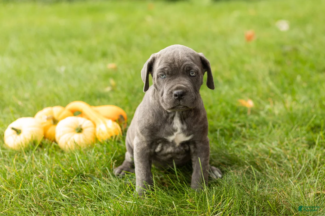 Cane Corso dogs for sale: Bonnie - Ad 2