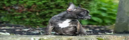 Frenchton dogs for sale: MISTY - Ad 7