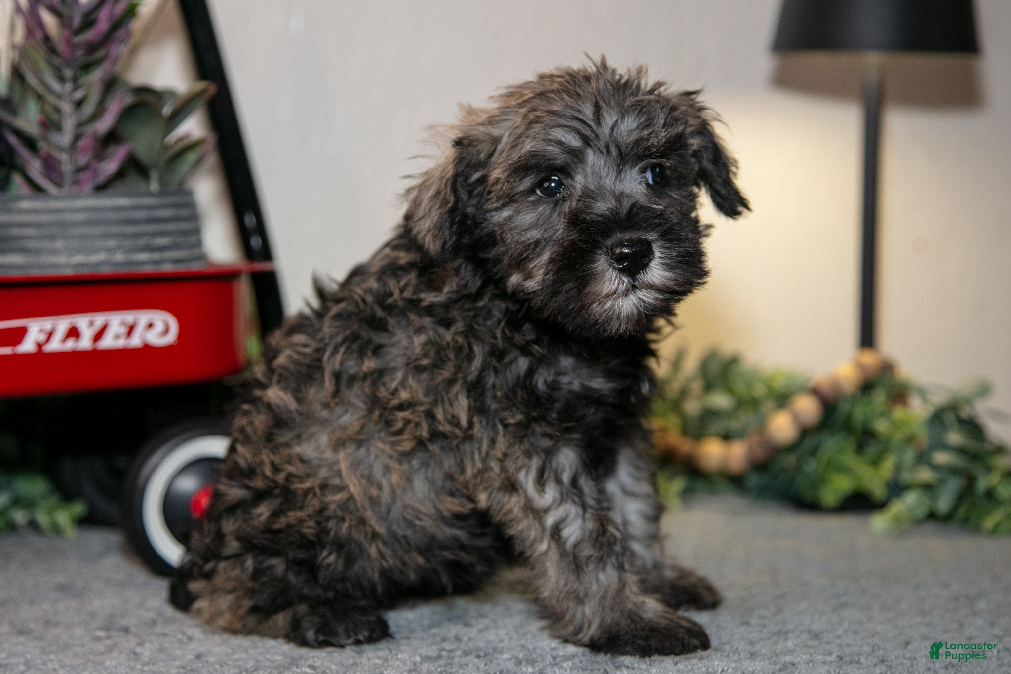 Miniature Schnauzer dogs Riley - Ad 2