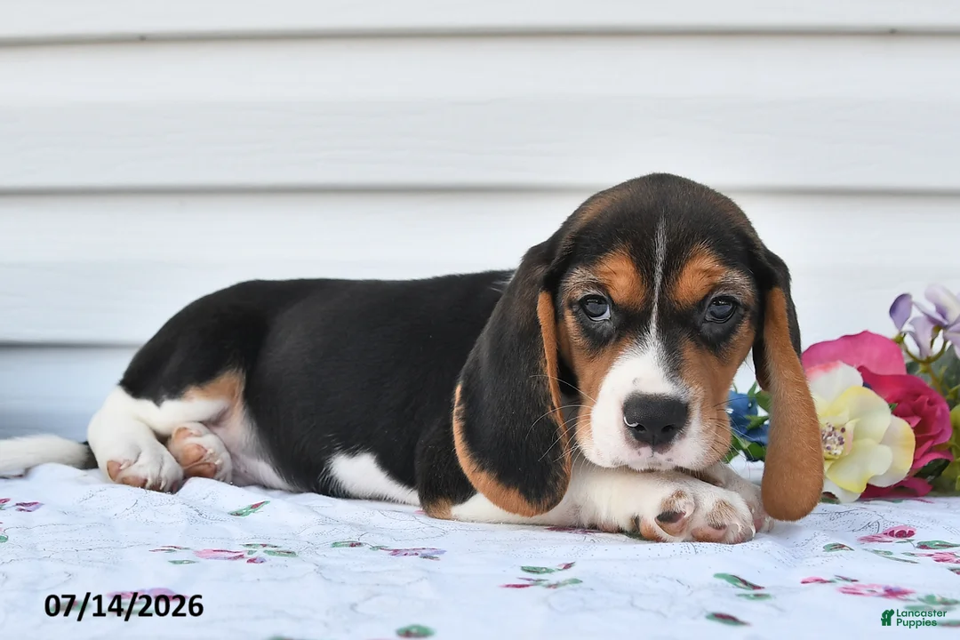 Beagle dogs for sale: Theo - Ad 3