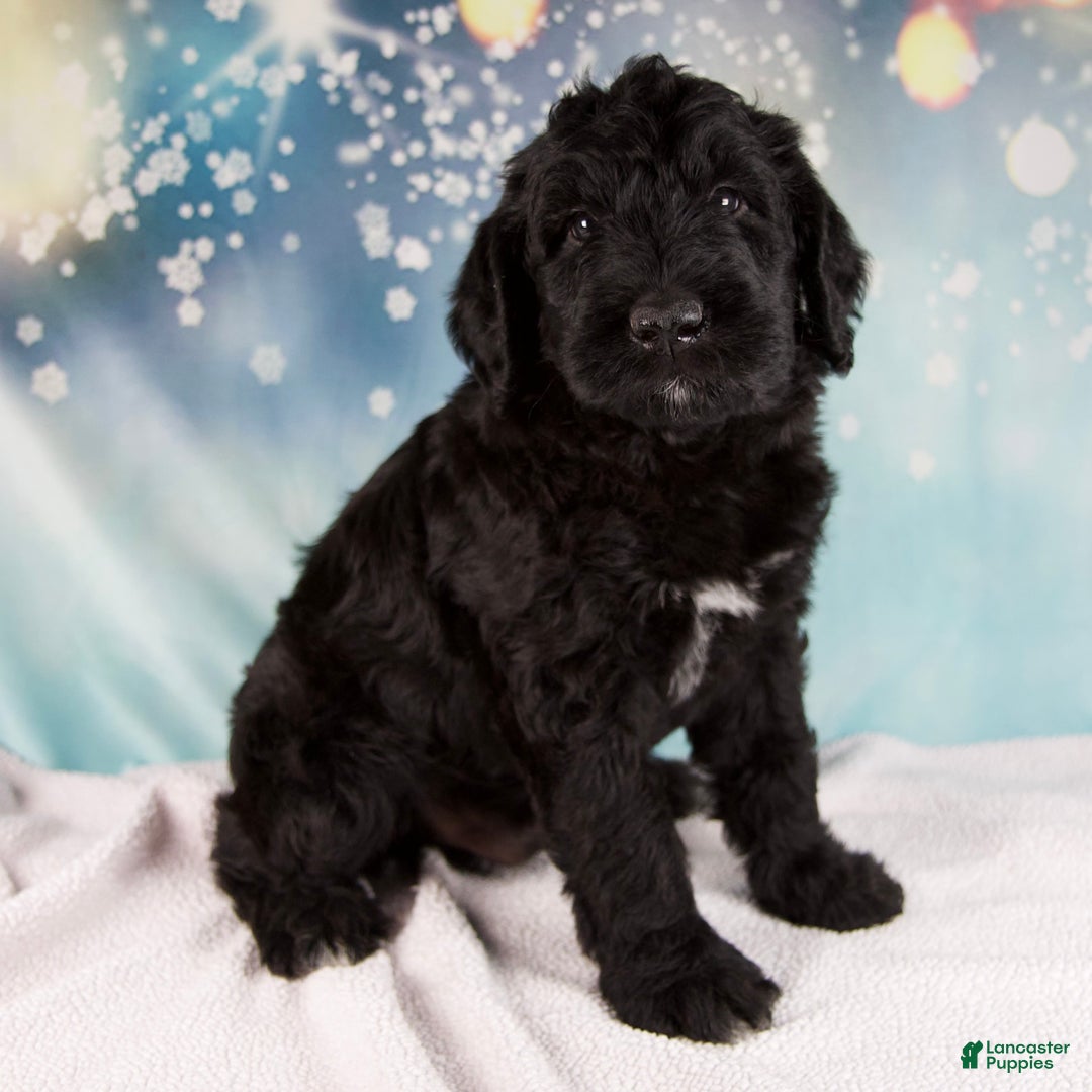 Mixed Breed dogs for sale: Blake - Ad 3