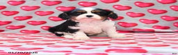 Cavalier King Charles Spaniel dogs for sale: Gemma - Ad 2