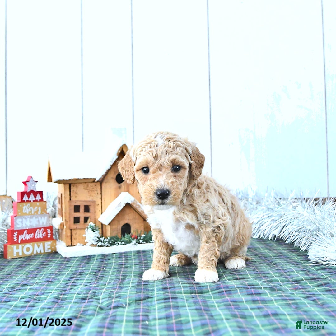 Mini Goldendoodle dogs for sale: Nemo - Ad 3