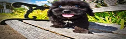 Havapoo dogs for sale: Kipper - Ad 7