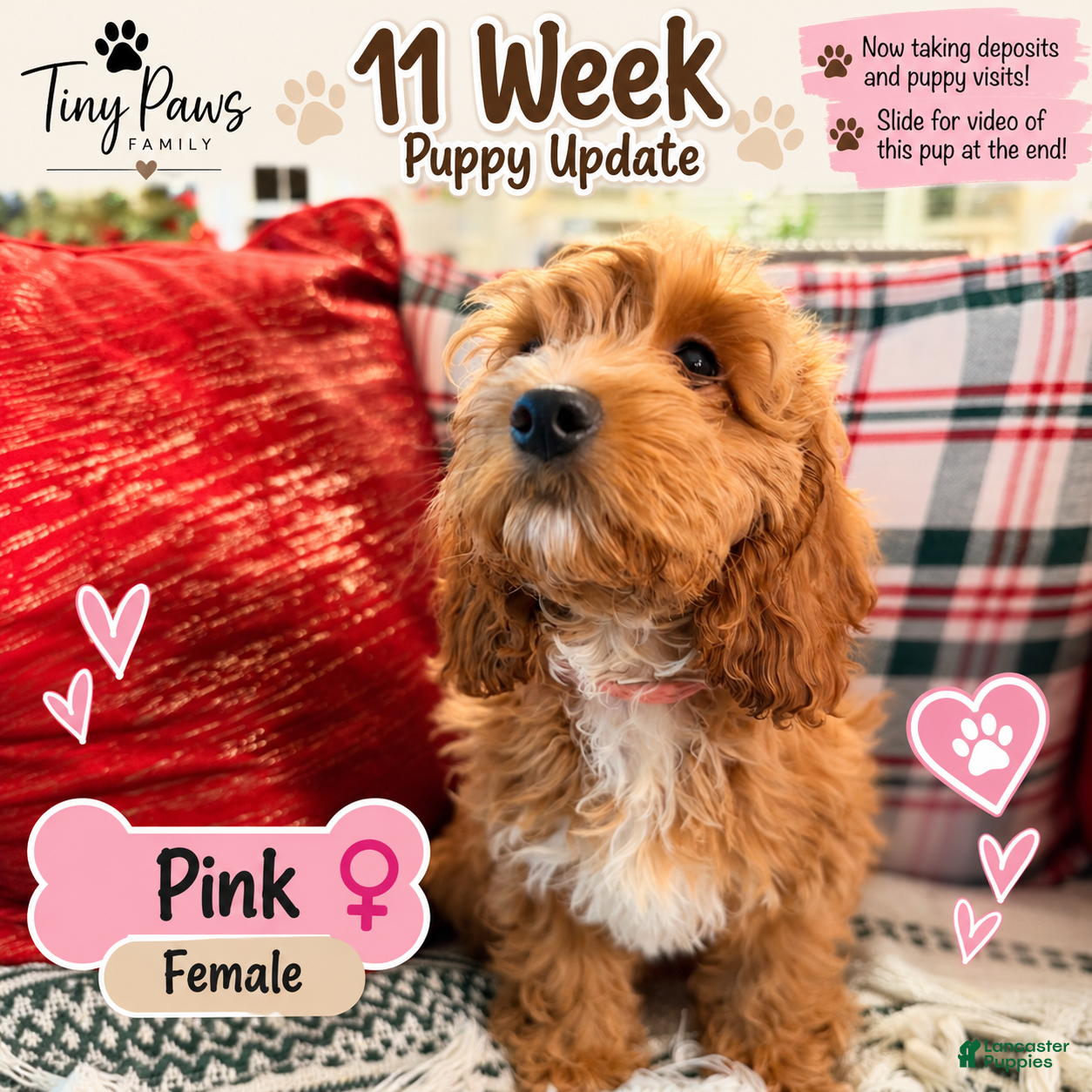 Cockapoo dogs for sale: Pink Collar - Ad 42