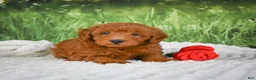Mini Goldendoodle dogs for sale: Rusty - Ad 5
