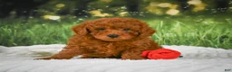 Mini Goldendoodle dogs for sale: Riley - Ad 6
