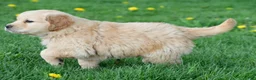 Golden Retriever dogs for sale: Cash - Ad 11