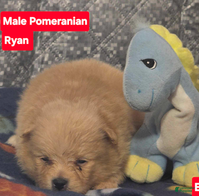 Pomeranian dogs Ryan - Ad 41