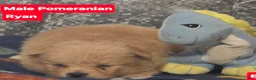 Pomeranian dogs for sale: Ryan - Ad 1