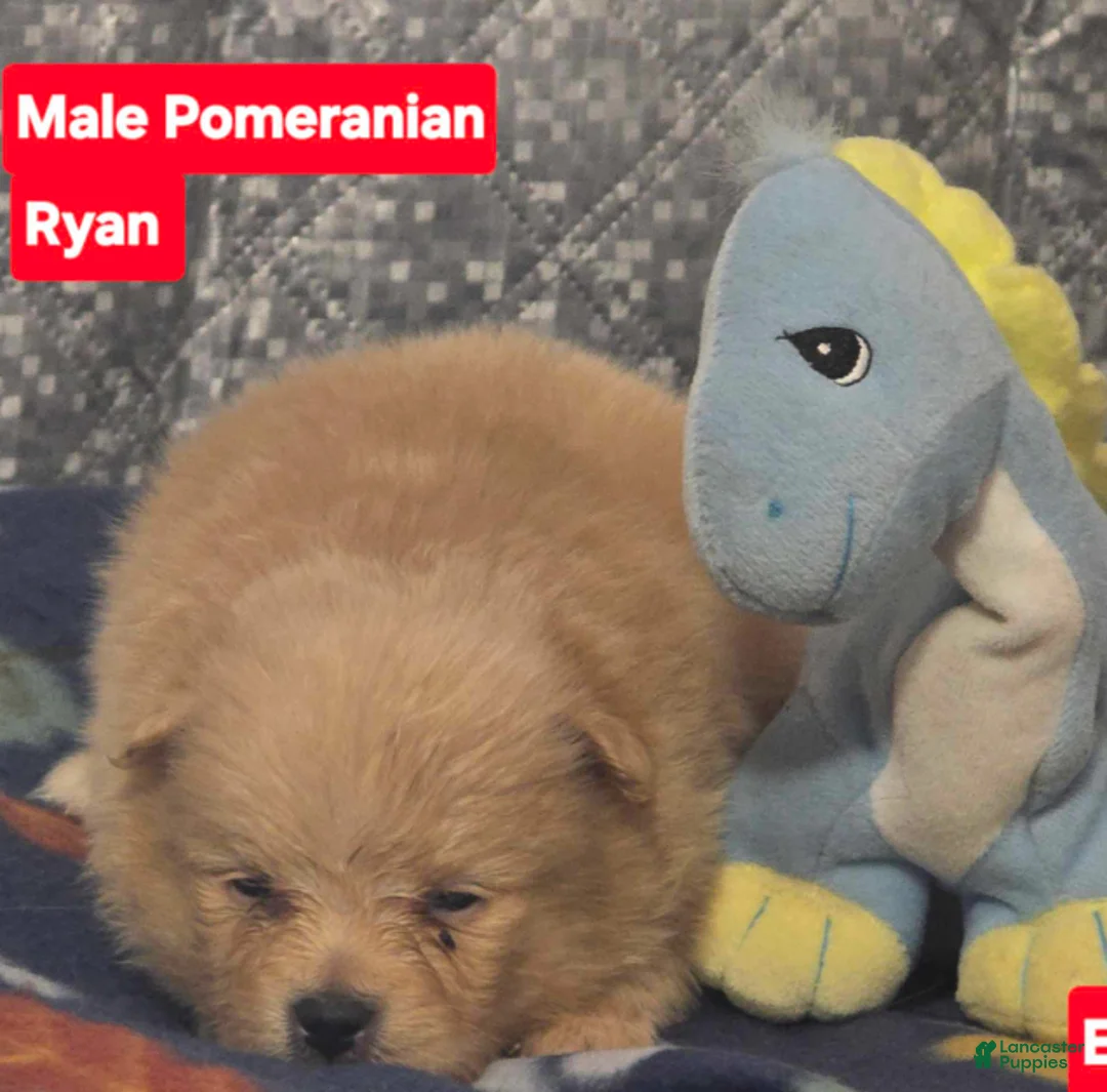 Pomeranian dogs for sale: Ryan - Ad 1